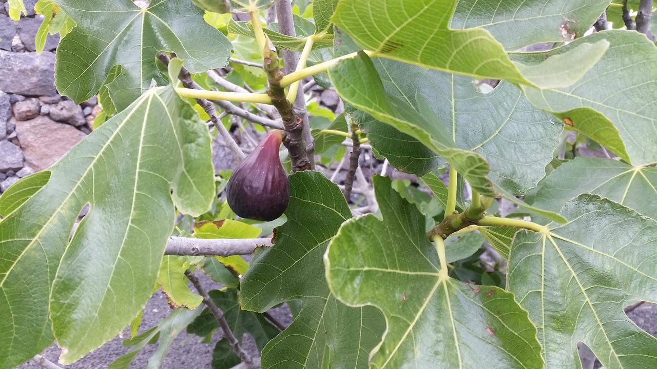 Finca Fajardo La Vegueta Екстер'єр фото